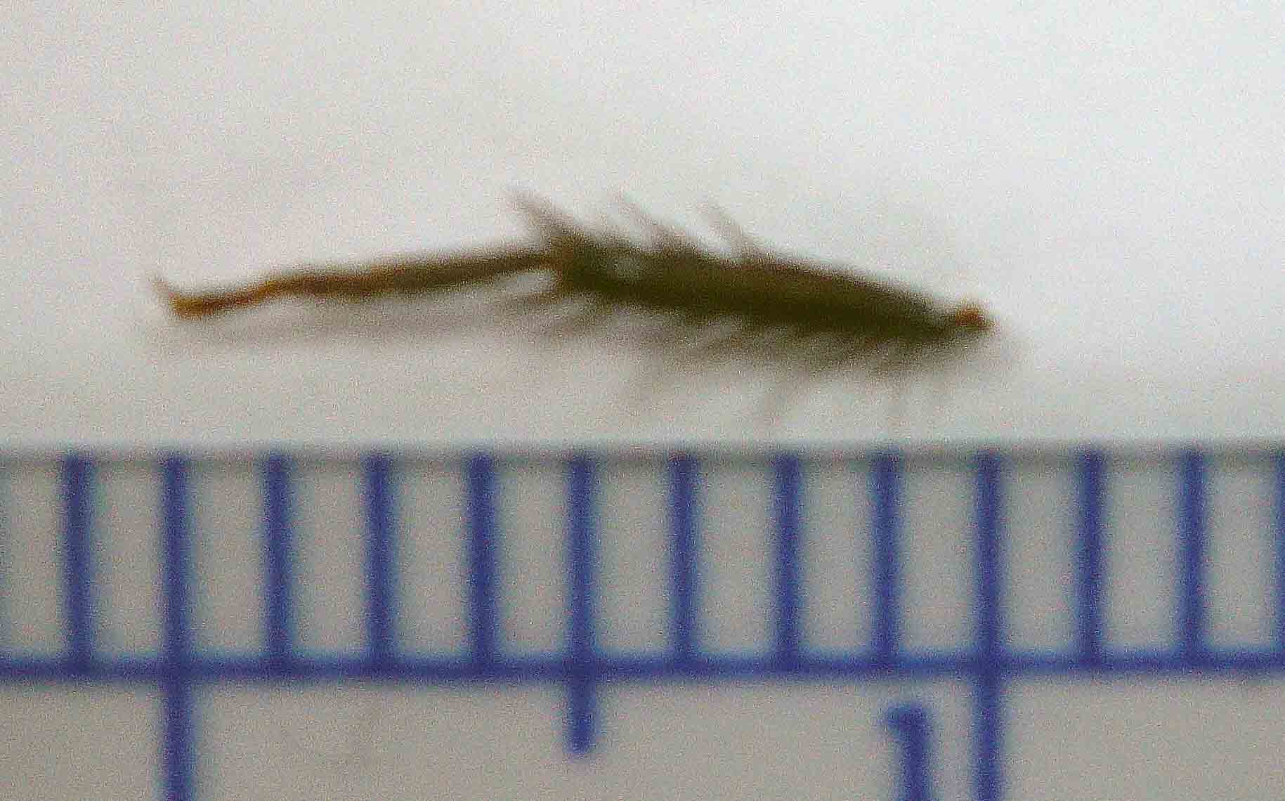 この画像のような 虫類 の断片からも 遺伝子同定 は可能です。