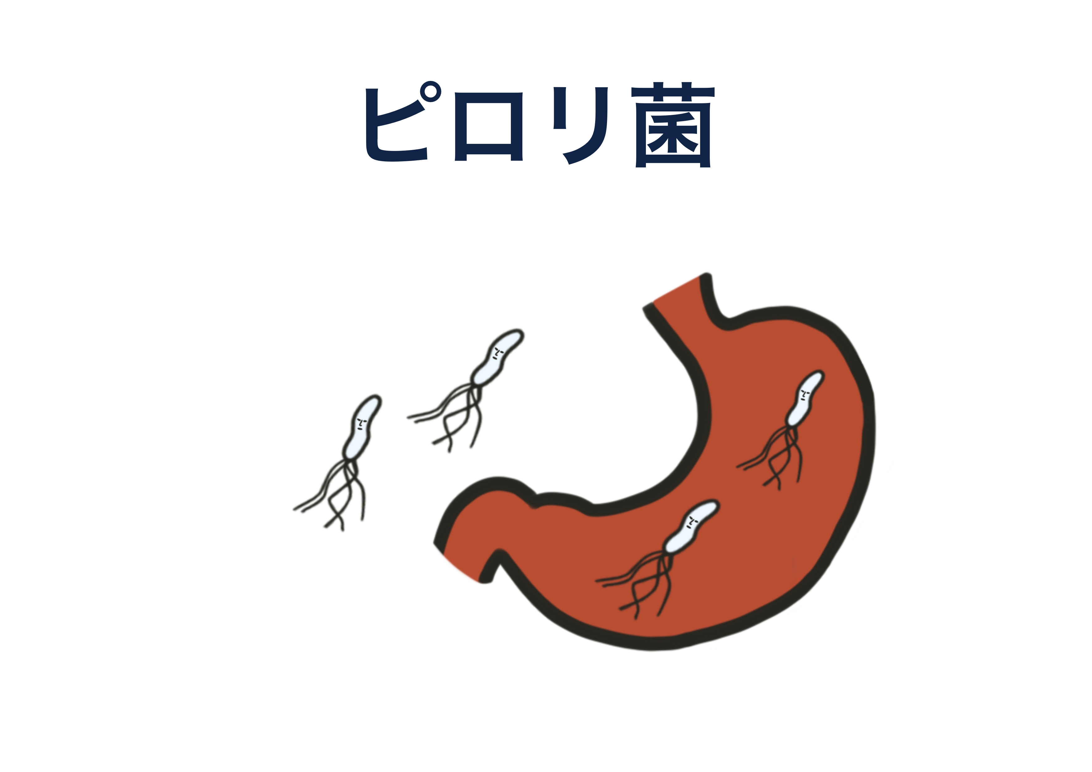 ピロリ菌 の姿と感染部位（胃）