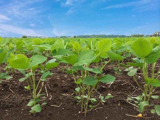 生鮮野菜の衛生管理 とは。生産から流通販売までを網羅。